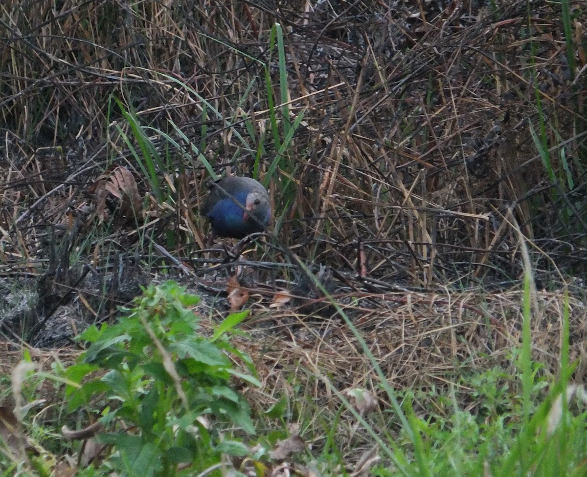 Gray-headed Swamphen - ML194790121