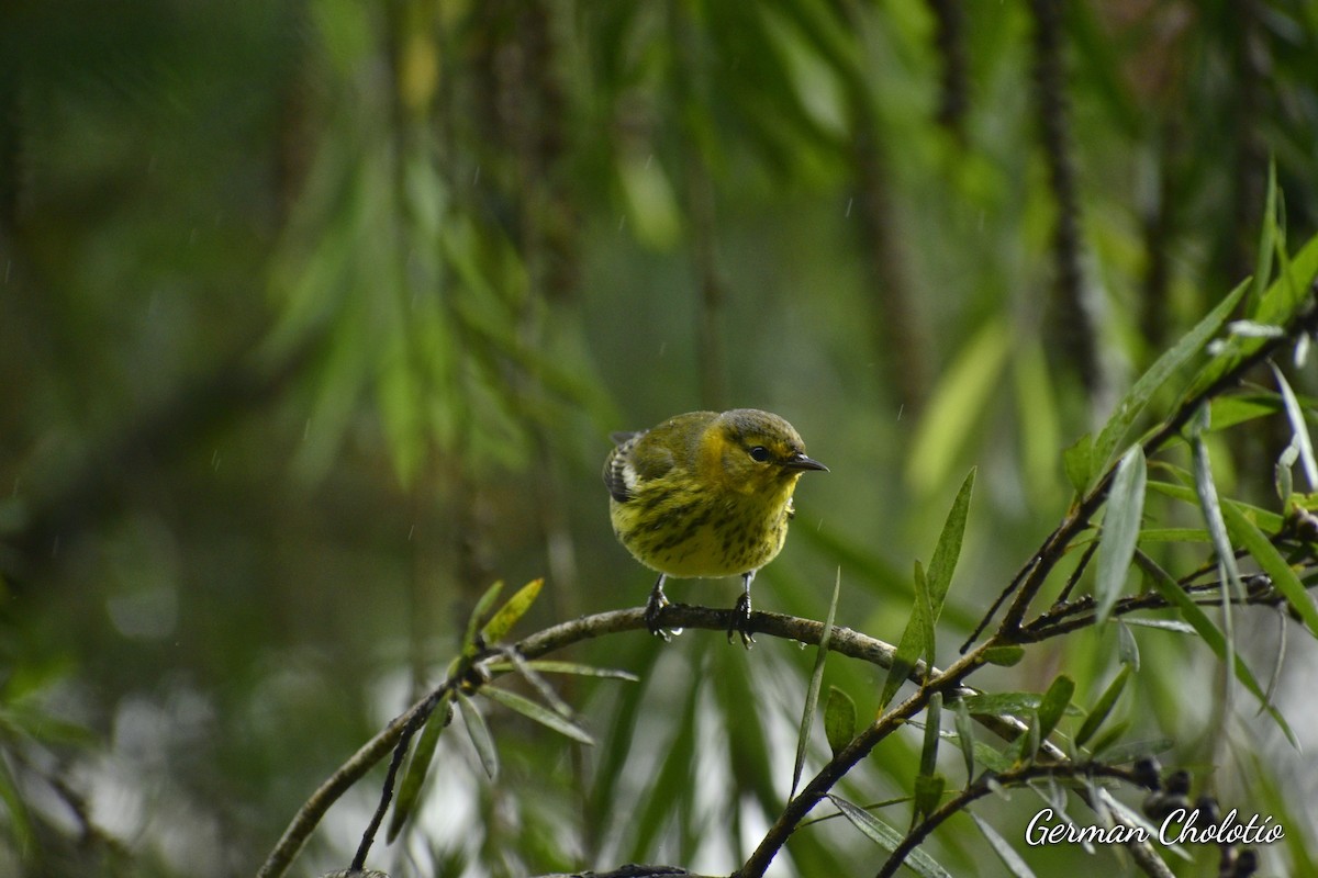 Cape May Warbler - ML194790621