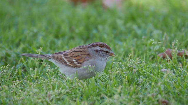Chipping Sparrow - ML194791201
