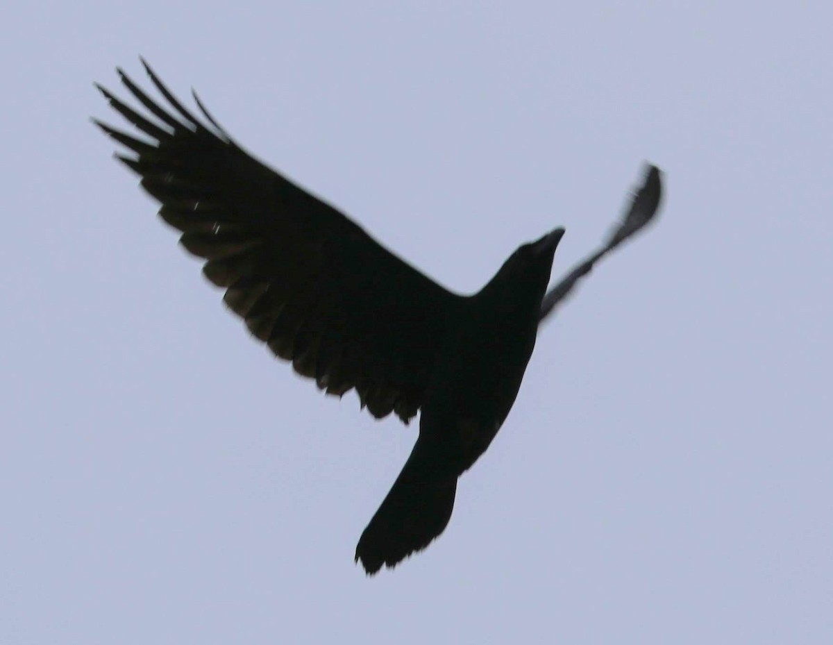 American Crow - ML194791901