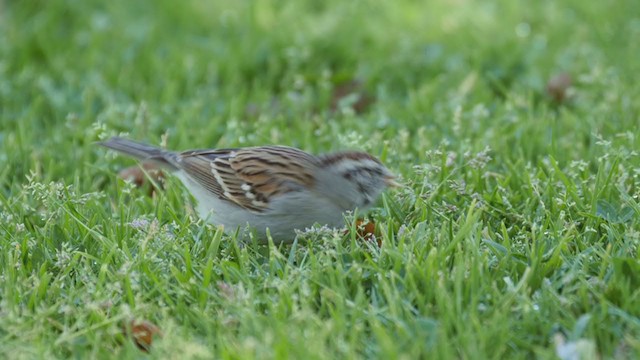 Chipping Sparrow - ML194791911