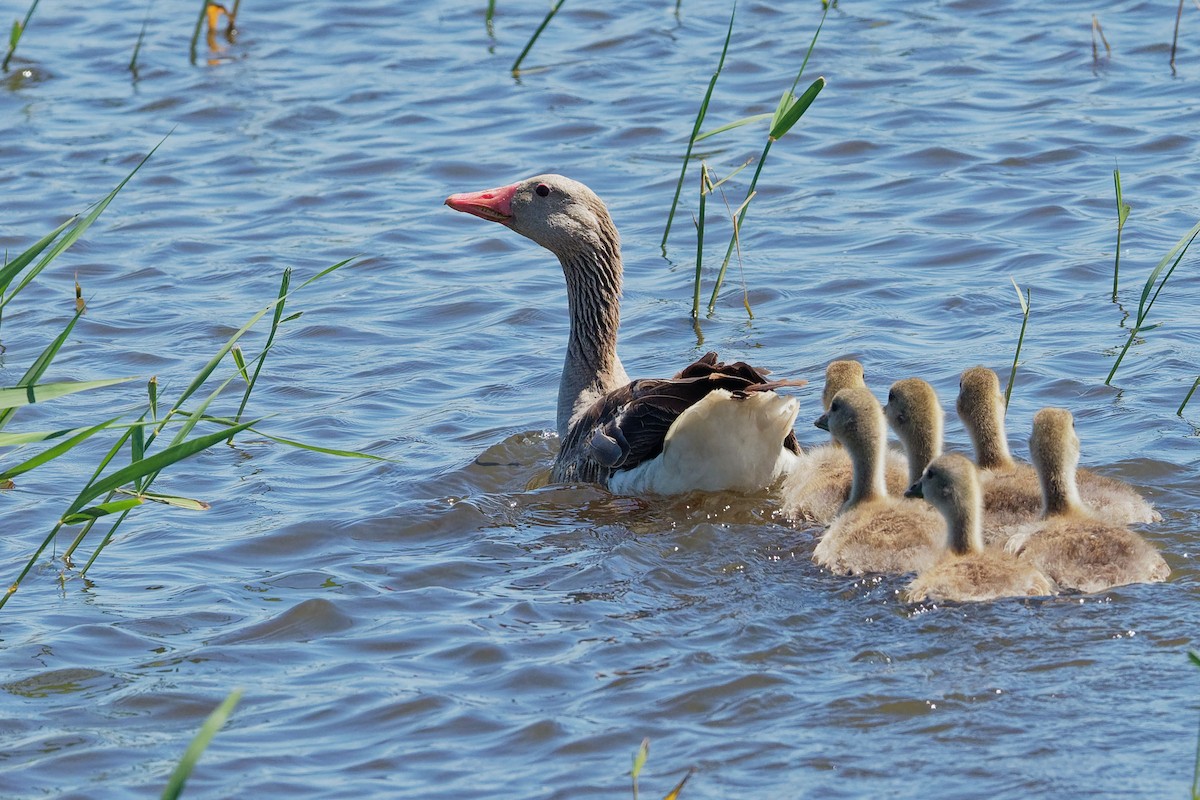 Graylag Goose (Siberian) - ML194792131