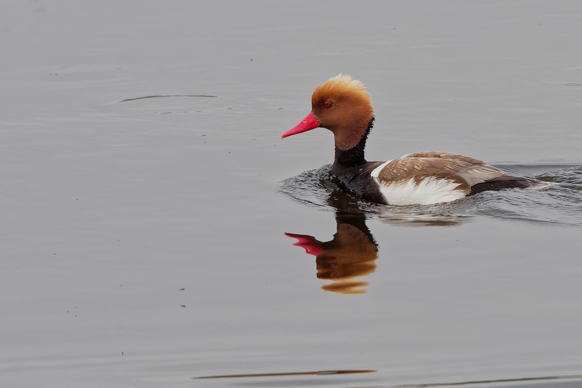 Red-crested Pochard - Vincent Wang