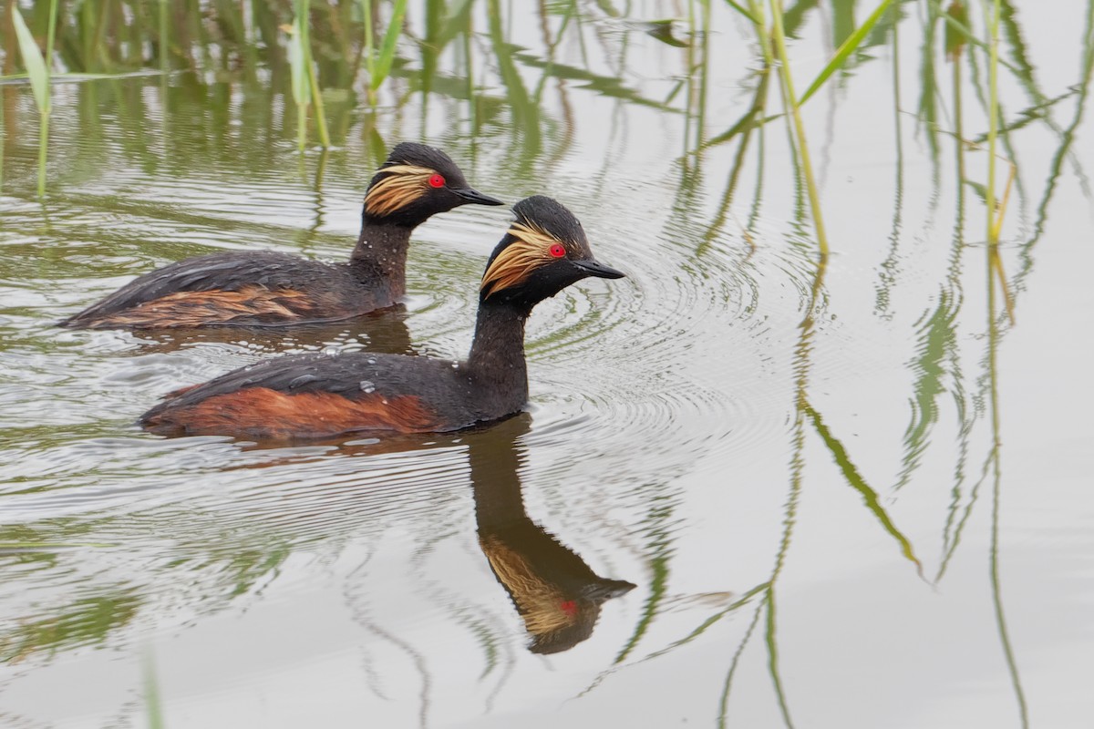 Eared Grebe - Vincent Wang