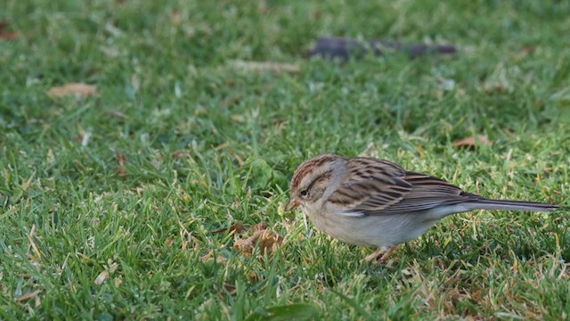Chipping Sparrow - ML194792751