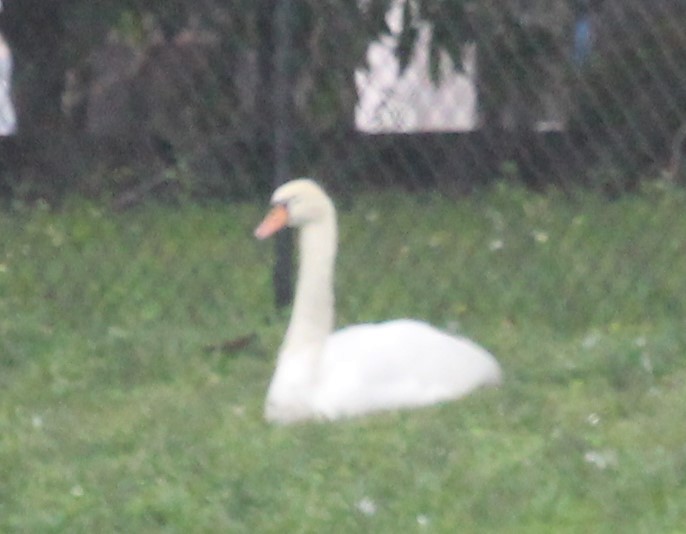 Mute Swan - Frank Izaguirre