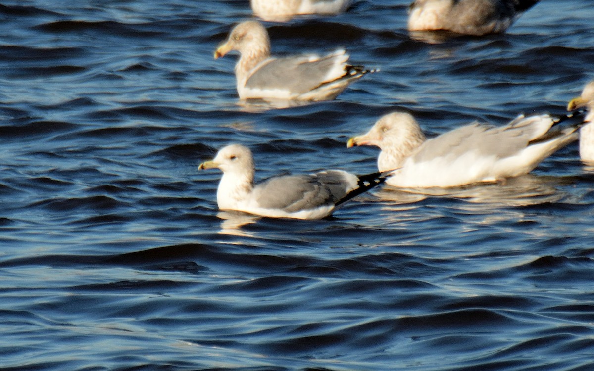 Gaviota Californiana - ML194793311