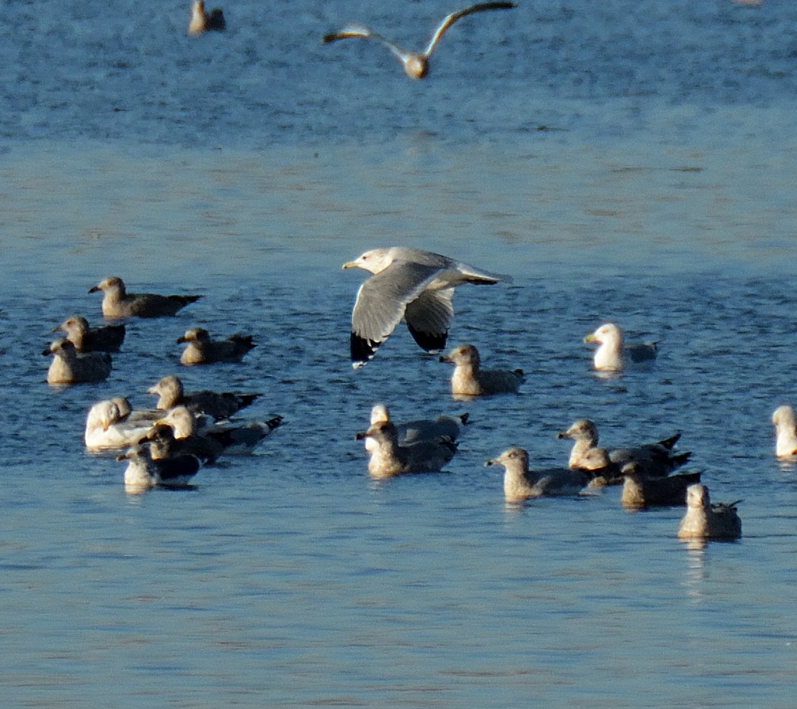 Gaviota Californiana - ML194793331