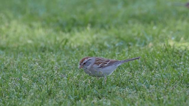 Chipping Sparrow - ML194793881