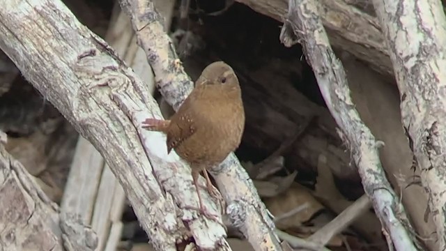 Pacific Wren - ML194793941