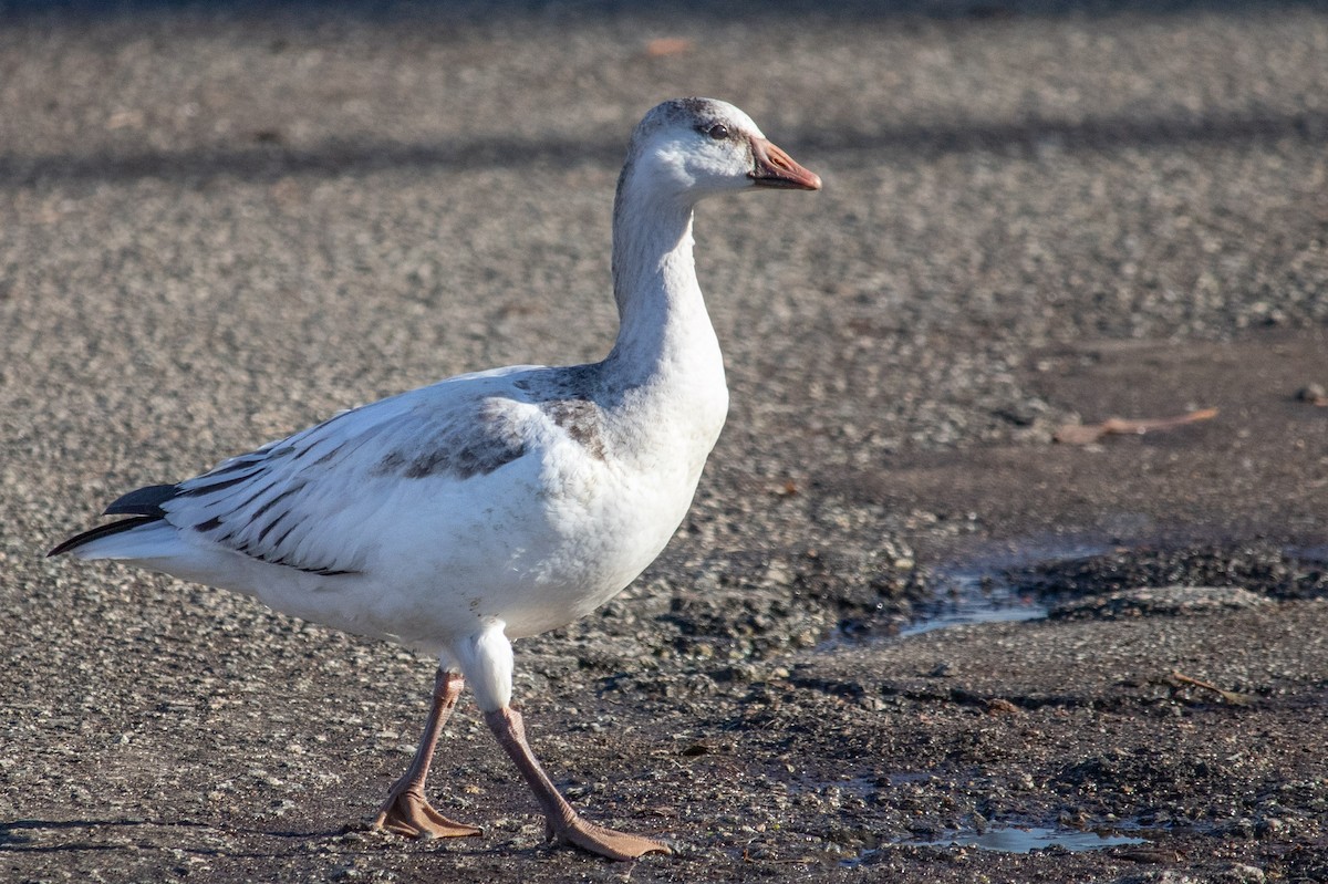 Ross's Goose - Carole Rose