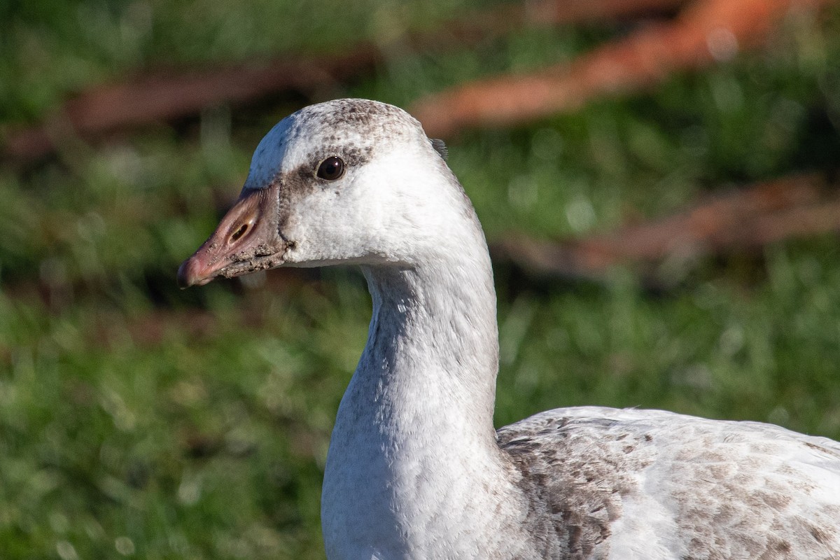 Ross's Goose - ML194795481