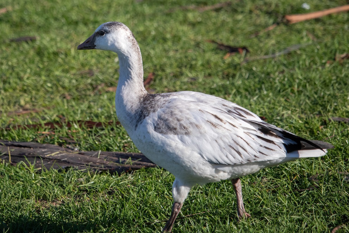 Ross's Goose - ML194795551