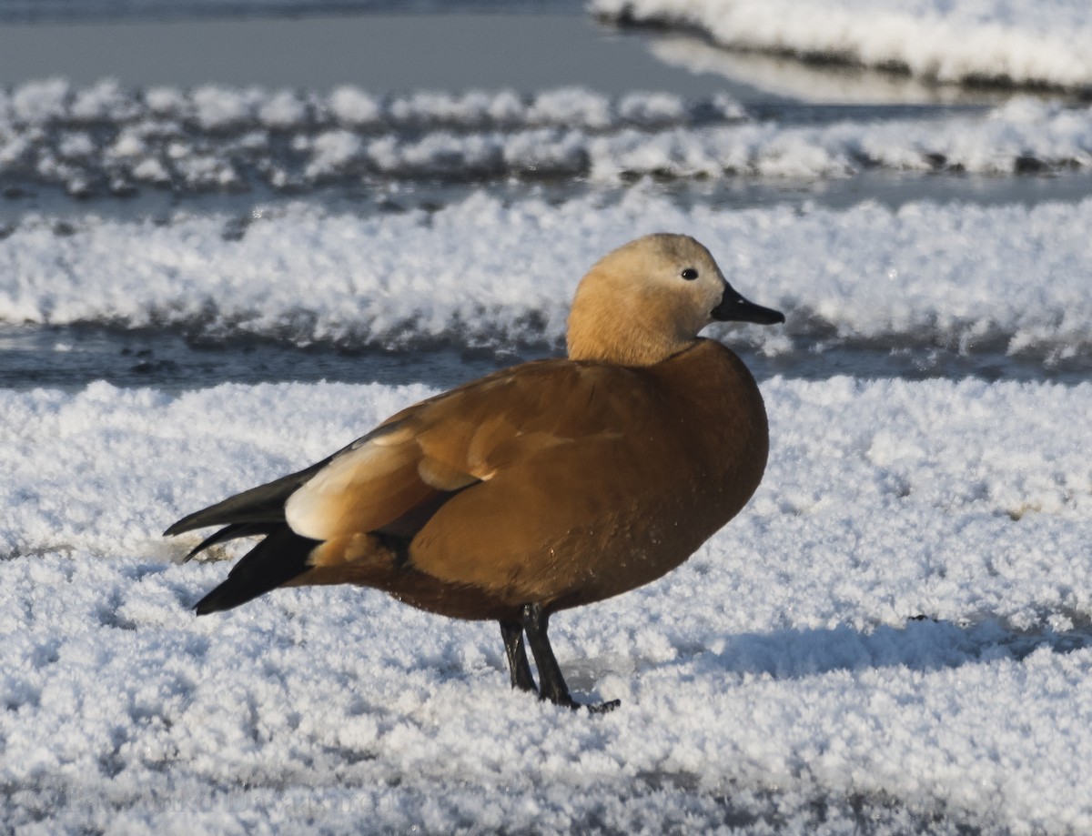 Ruddy Shelduck - ML194795981