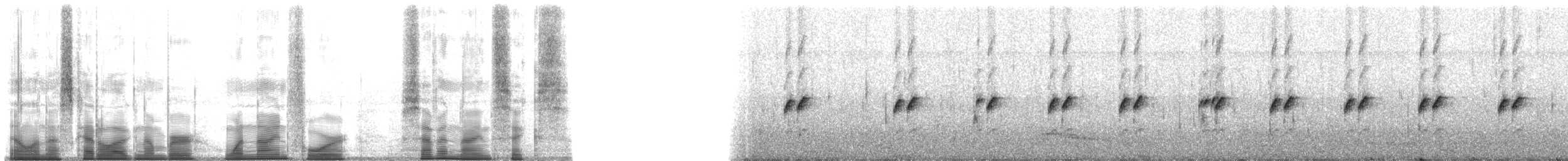 Bocage's Rocket Frog - ML194796