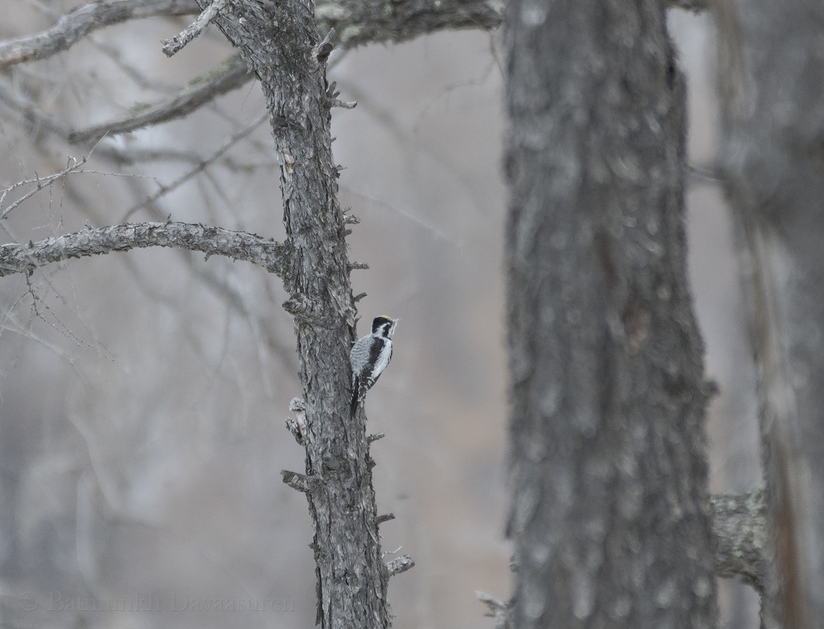 Eurasian Three-toed Woodpecker - ML194796161