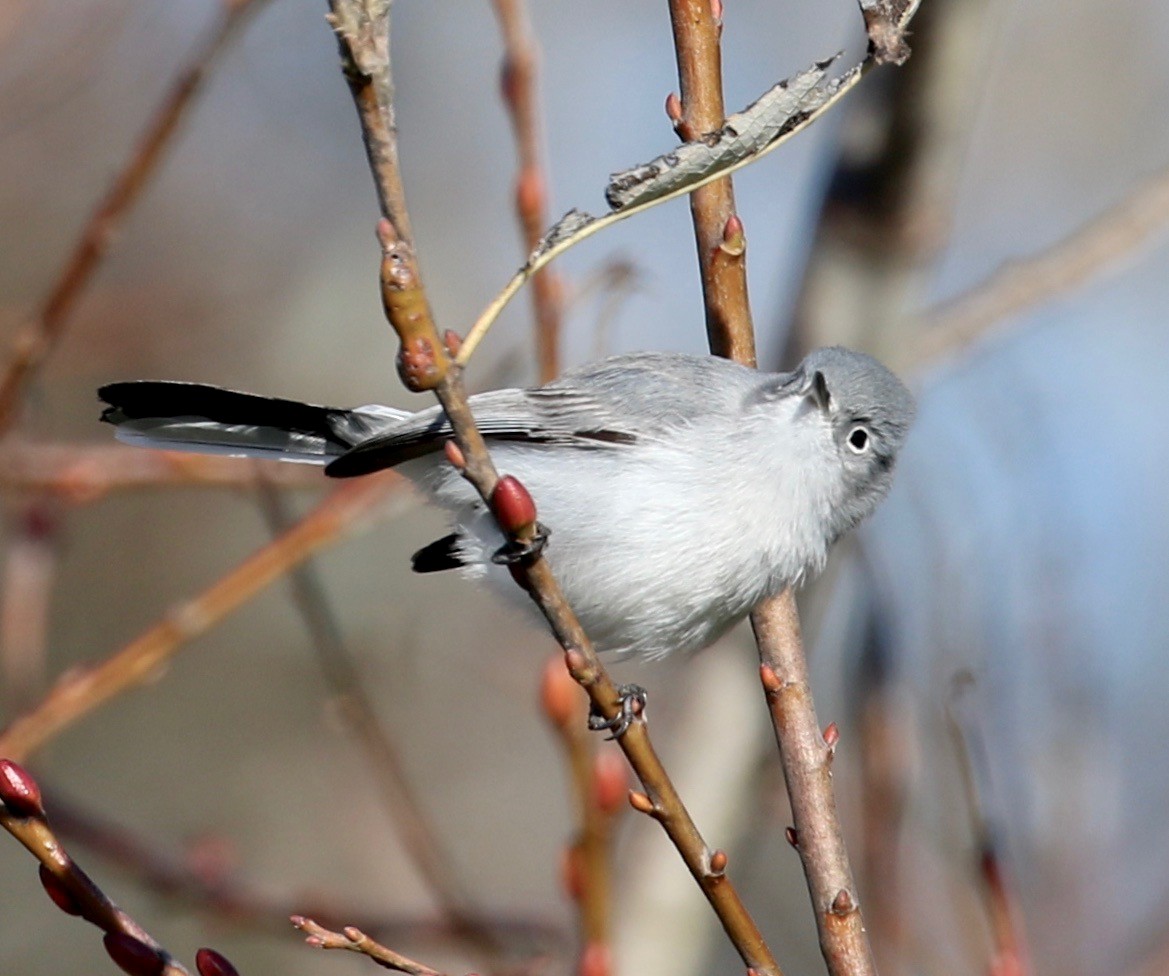 Blue-gray Gnatcatcher - ML194797701