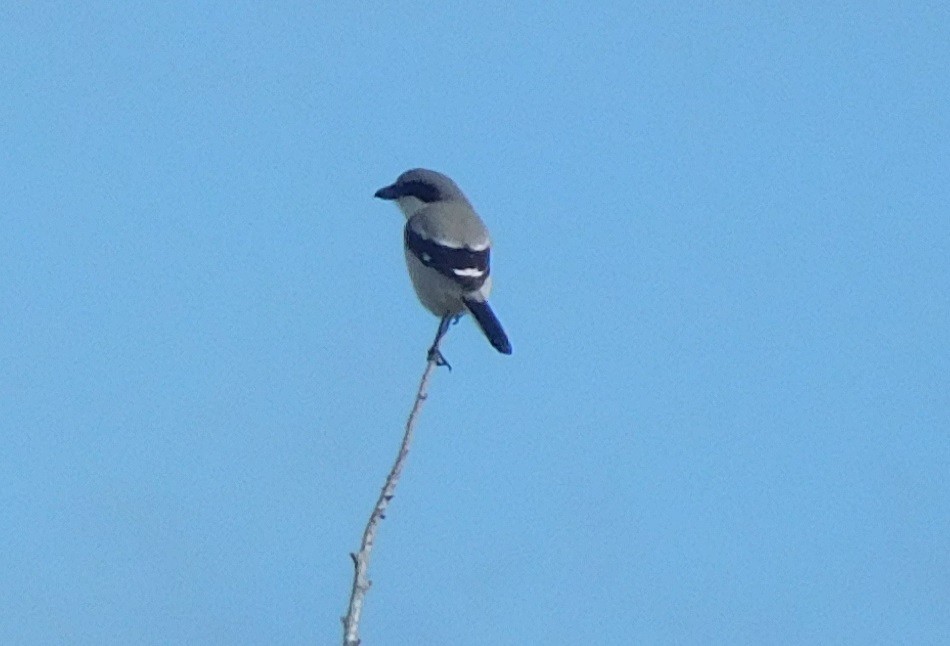 Loggerhead Shrike - ML194801051