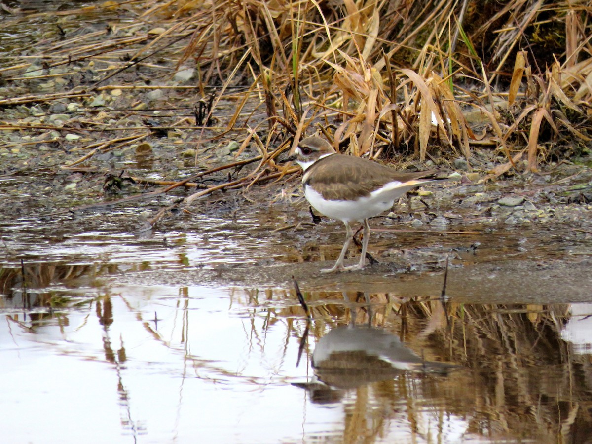 Killdeer - ML194802091