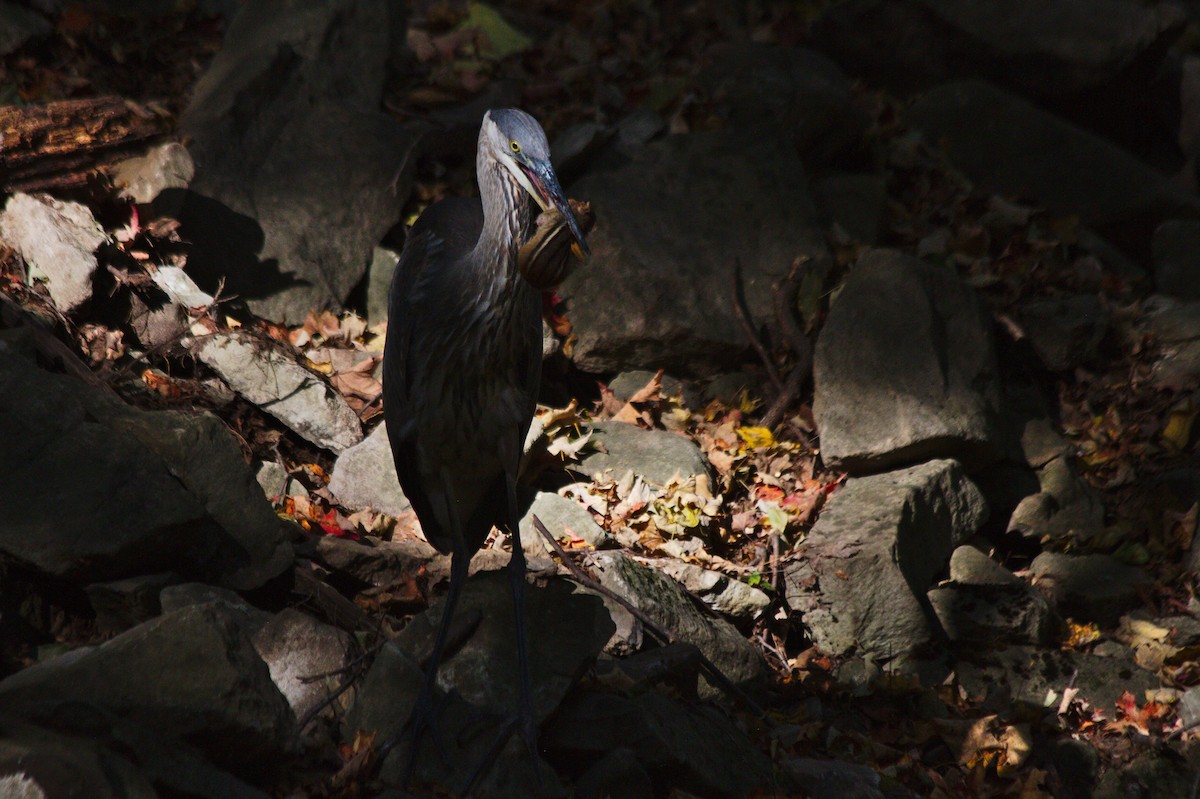 Garza Azulada - ML194802871