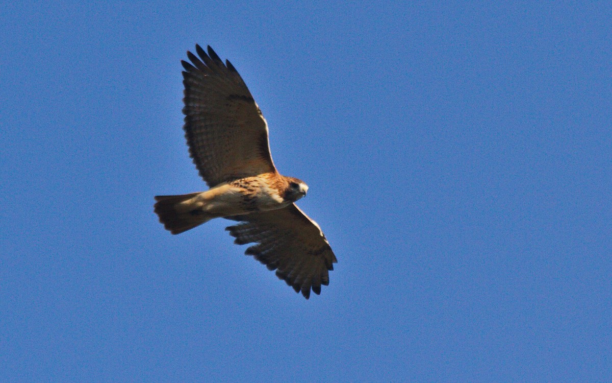 Red-tailed Hawk - ML194802901