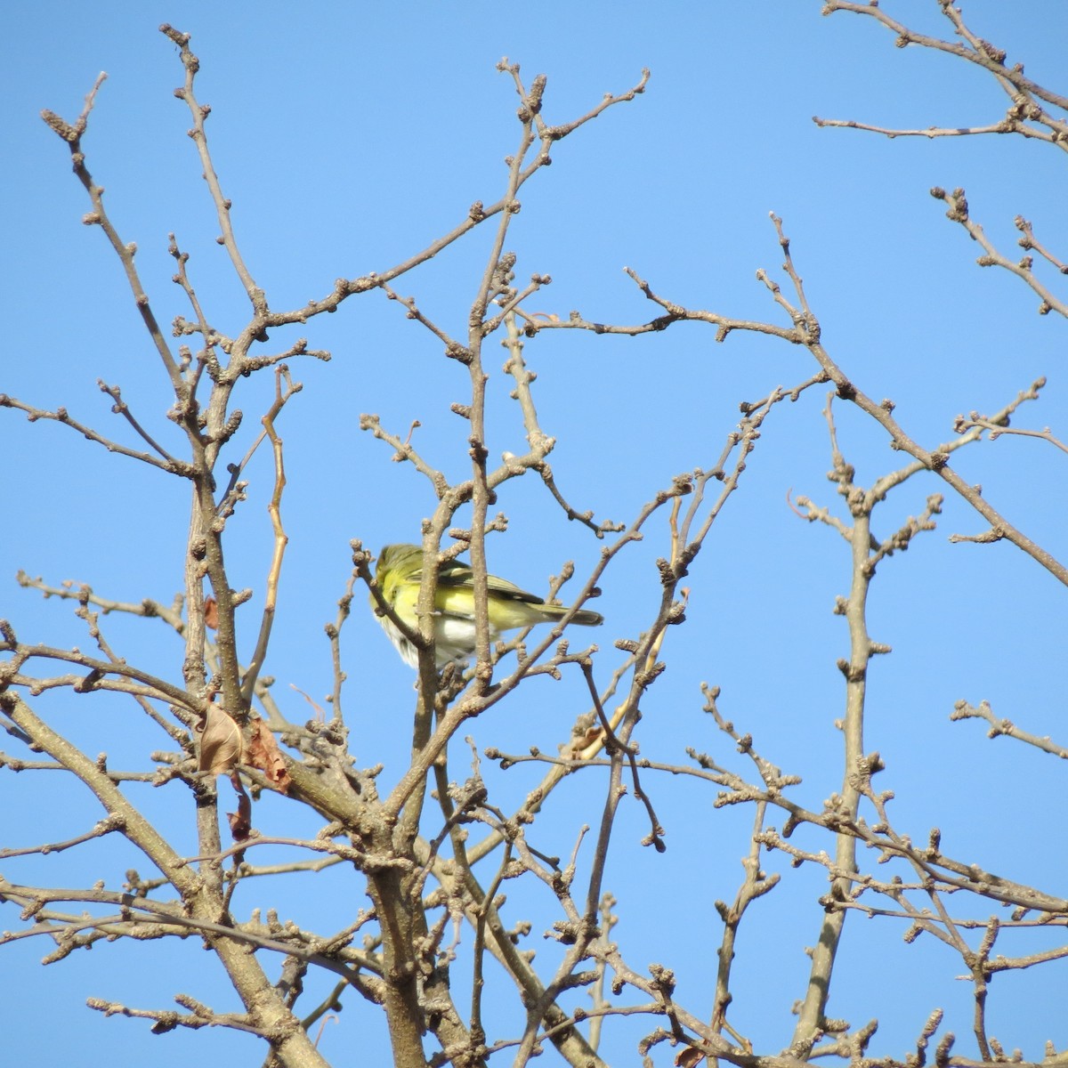 Ak Gözlü Vireo - ML194803461