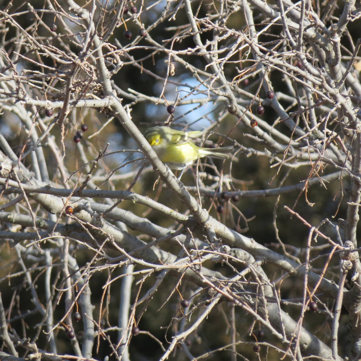 Vireo Ojiblanco - ML194803481