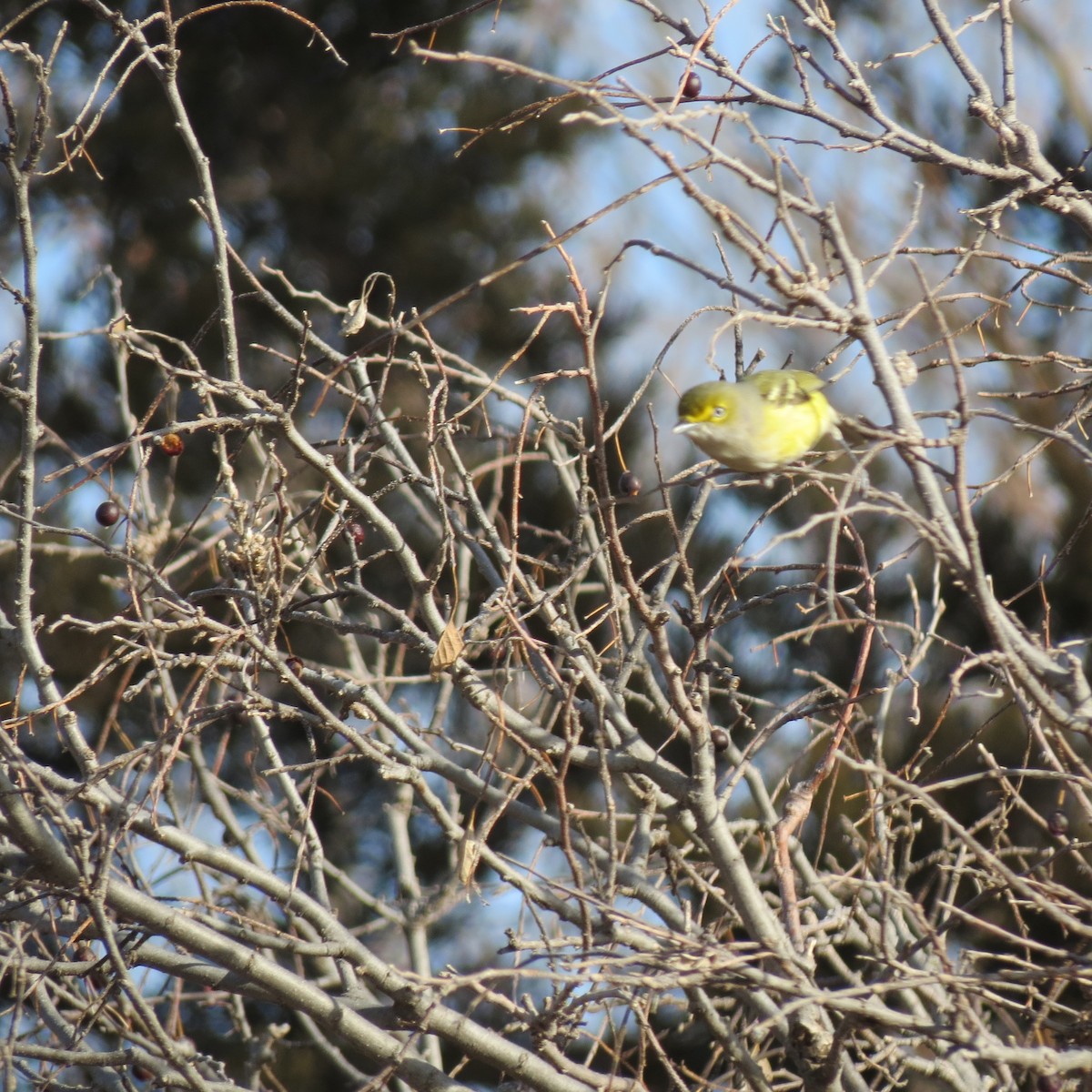 Vireo Ojiblanco - ML194803491