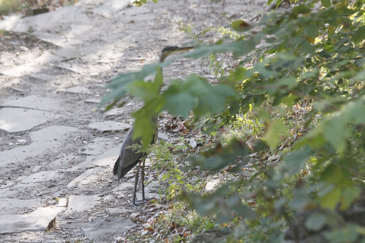 Great Blue Heron - ML194804151