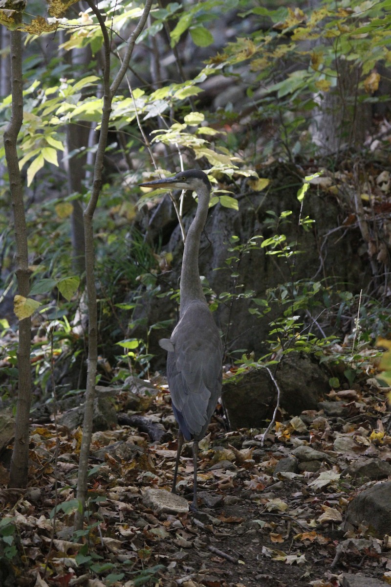 Garza Azulada - ML194804231