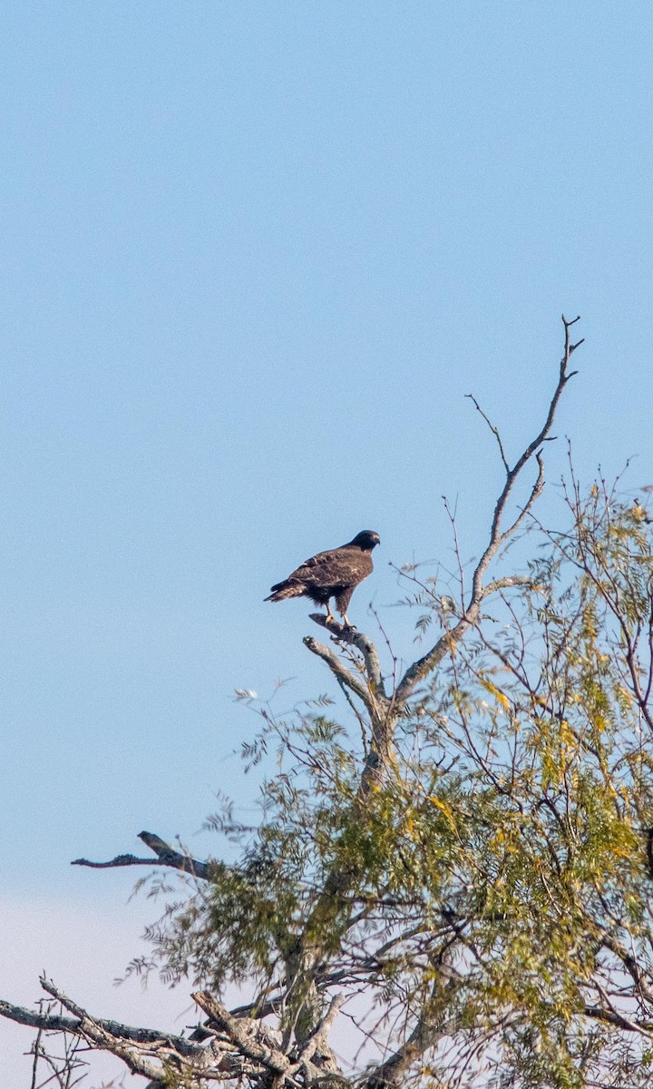 Harris's Hawk - ML194804241