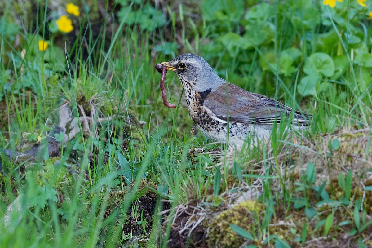 Fieldfare - ML194806281