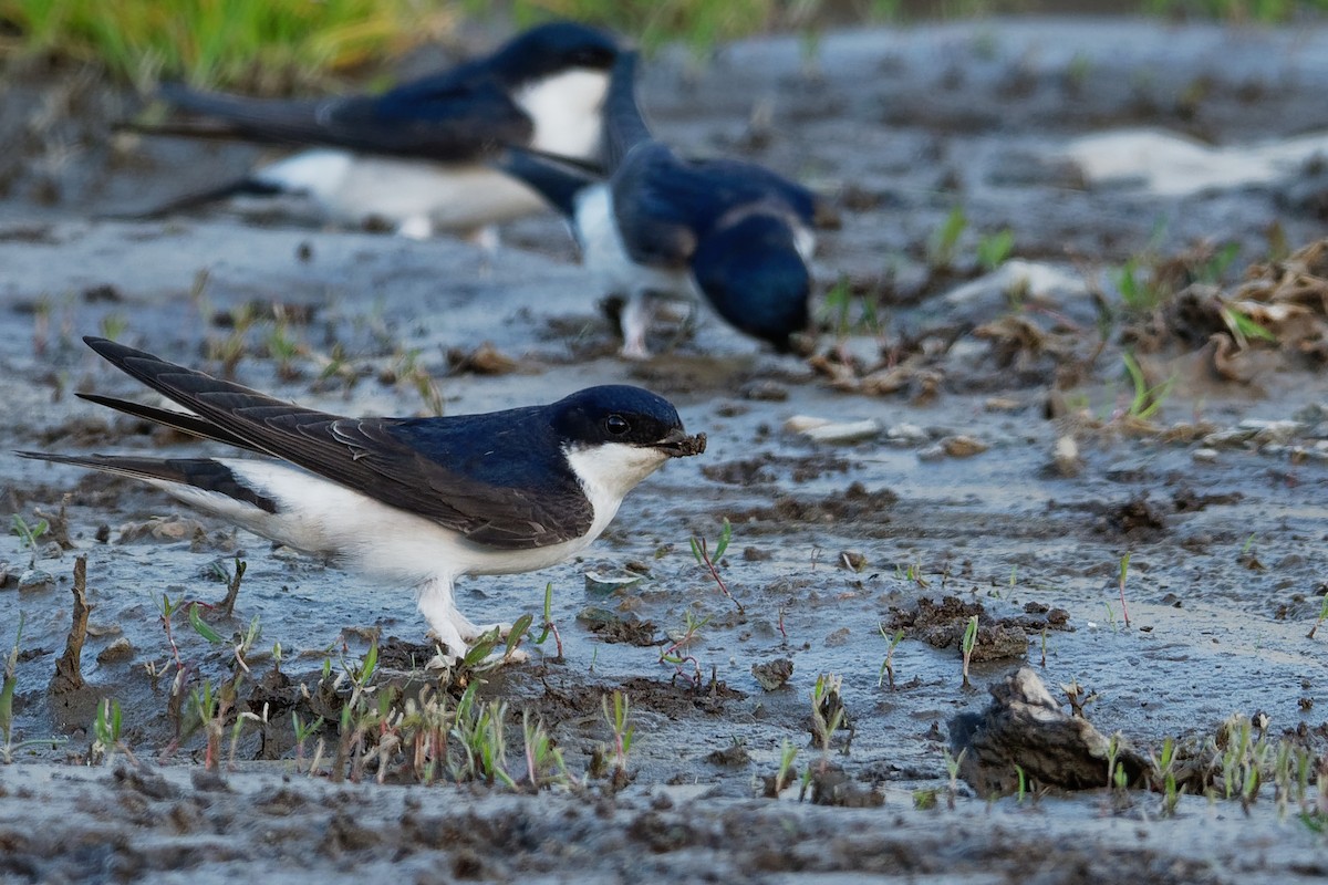 Western House-Martin - ML194806531