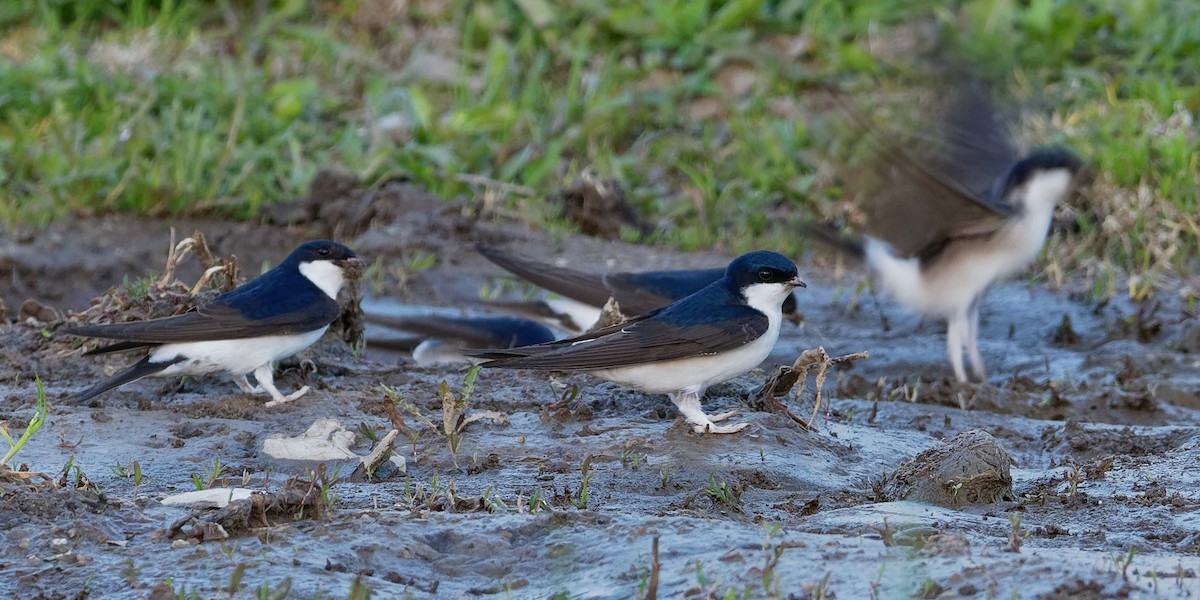 Western House-Martin - ML194806541