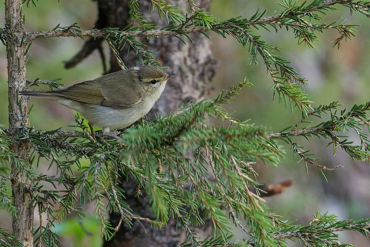 Greenish Warbler - ML194806871