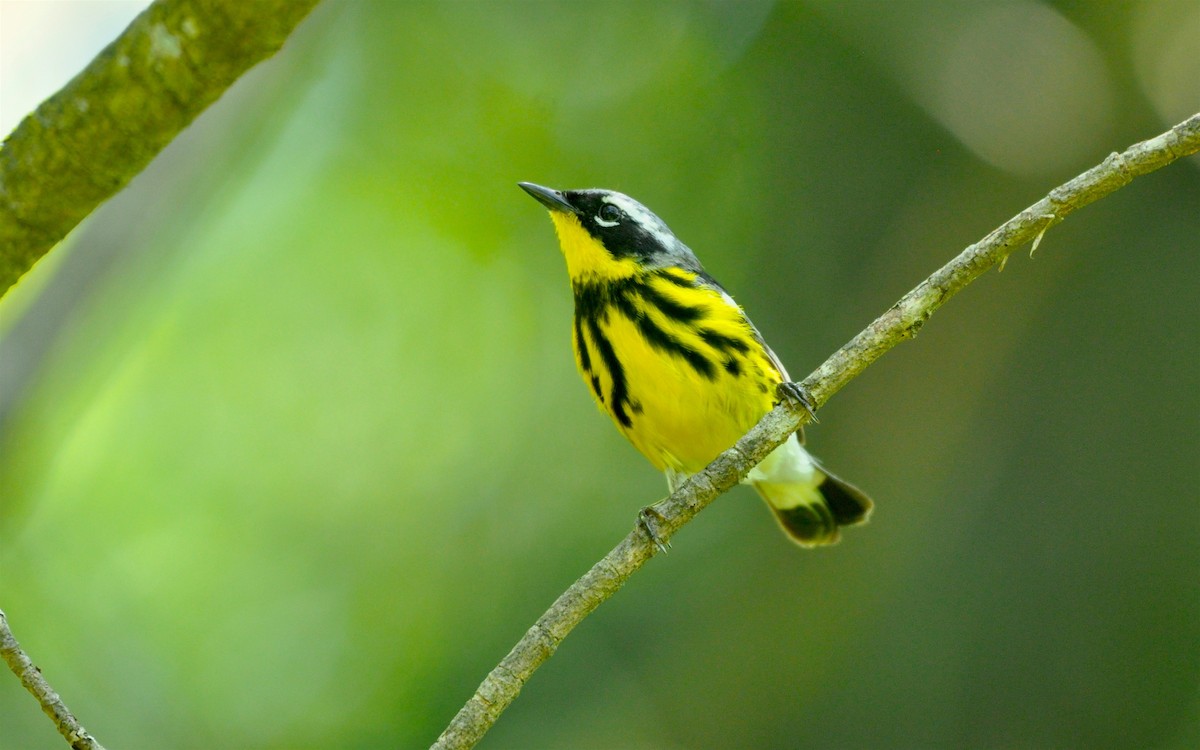 Magnolia Warbler - ML194807471