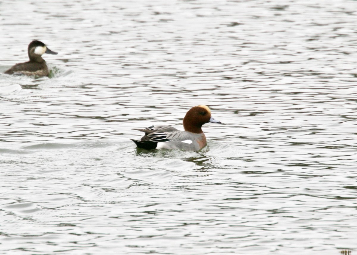 Eurasian Wigeon - ML194807531