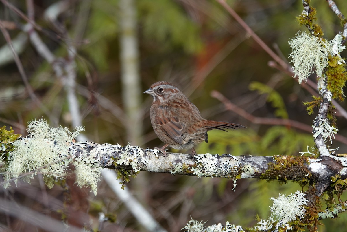 Song Sparrow - ML194809101