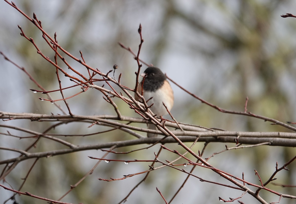 Junco ardoisé - ML194809281