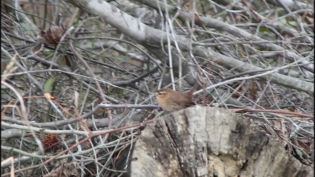 Troglodyte des forêts - ML194810271