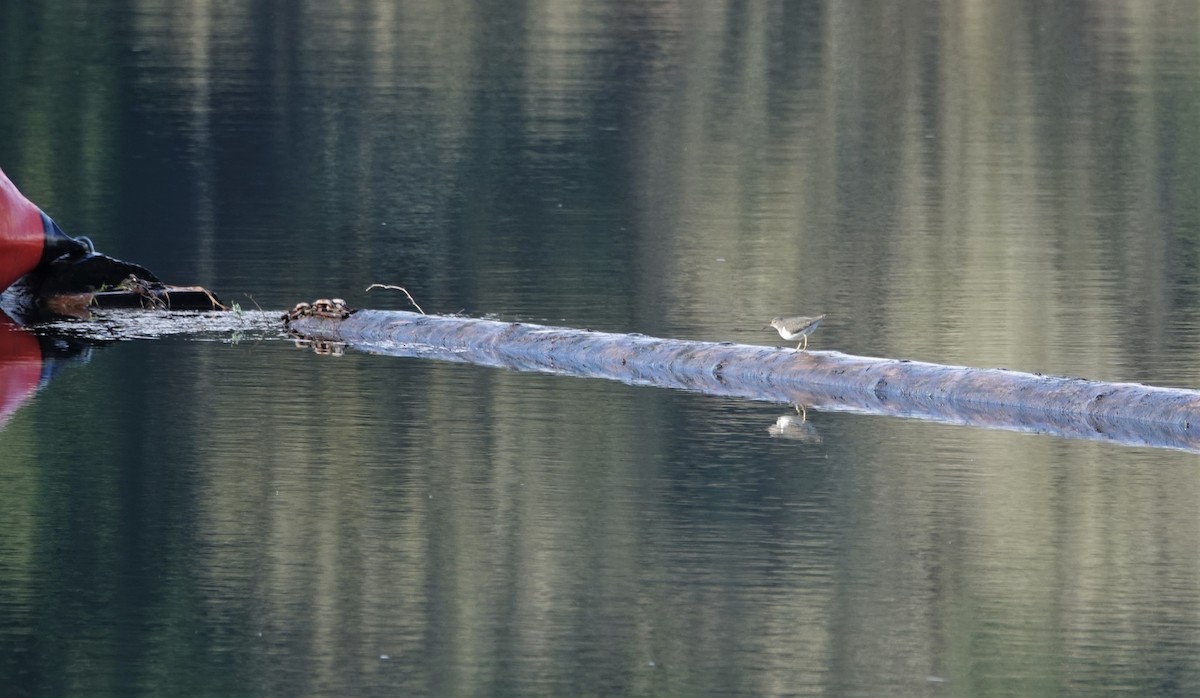 Spotted Sandpiper - ML194810401