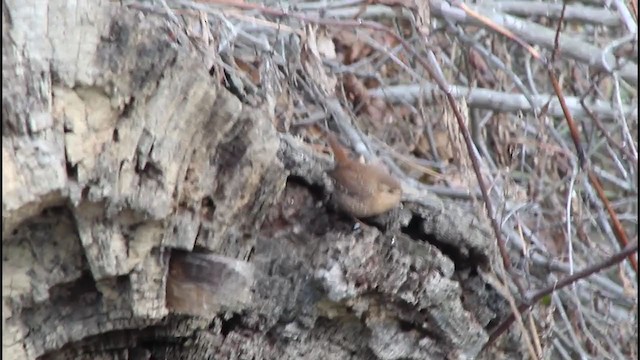 Troglodyte des forêts - ML194811481