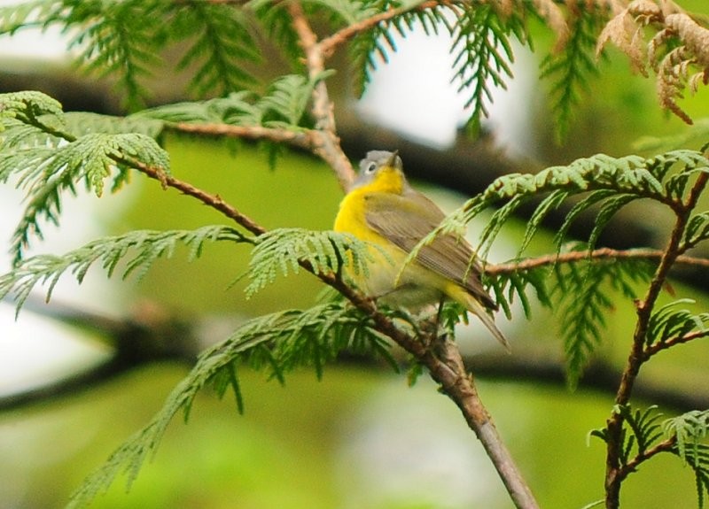 Nashville Warbler - ML194811591