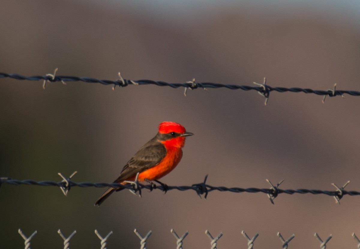 Vermilion Flycatcher - ML194811601