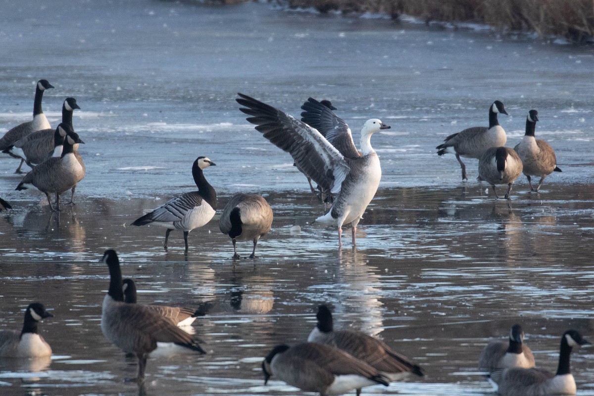 Snow x Canada Goose (hybrid) - Alex Lamoreaux