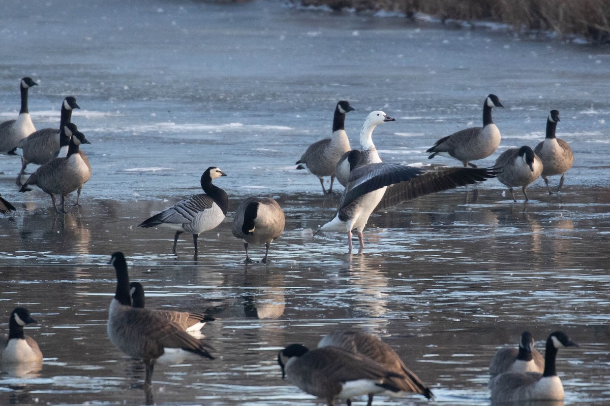 Snow x Canada Goose (hybrid) - Alex Lamoreaux