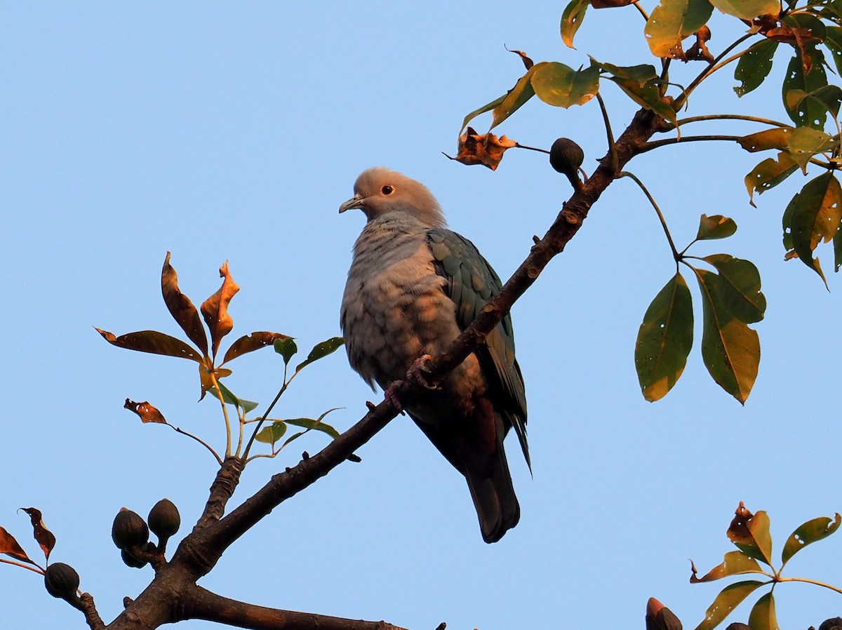 Green Imperial-Pigeon - ML194812651
