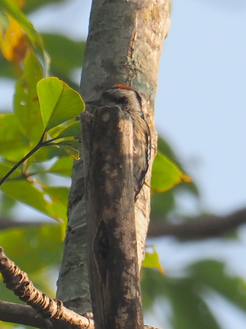 Gray-capped Pygmy Woodpecker - ML194812871