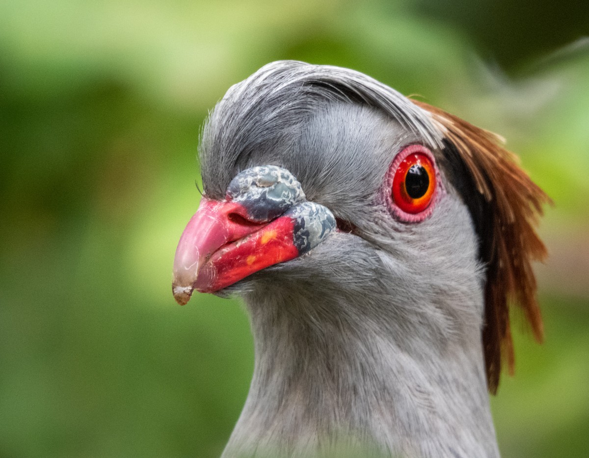 Topknot Pigeon - Kent Warner