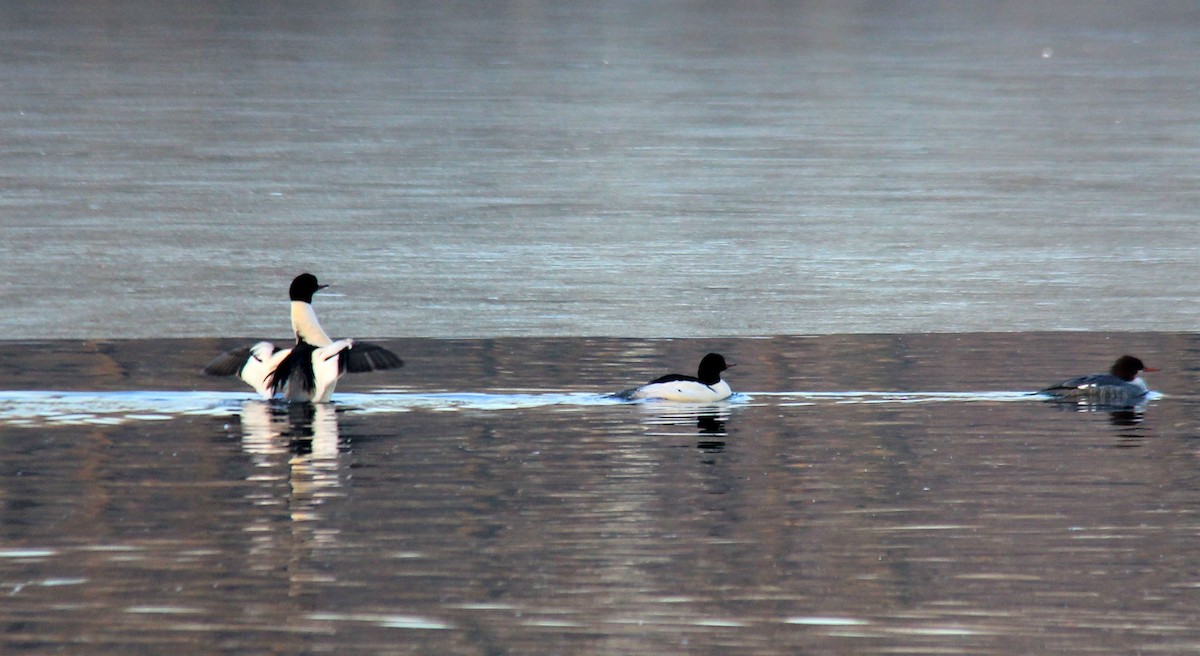 Common Merganser - ML194818831